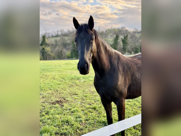 Other Breeds Mix Gelding 4 years 16 hh Black in Castel Goffredo