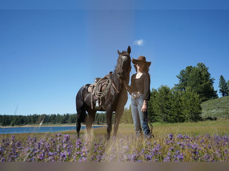 Other Breeds Gelding 4 years 16 hh Black in Truckee