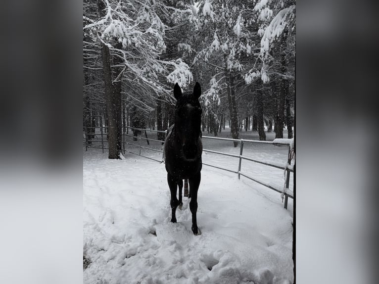 Other Breeds Gelding 4 years 16 hh Black in Truckee