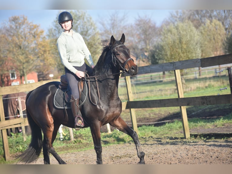 Other Breeds Gelding 4 years 16 hh Brown in Achtmaal