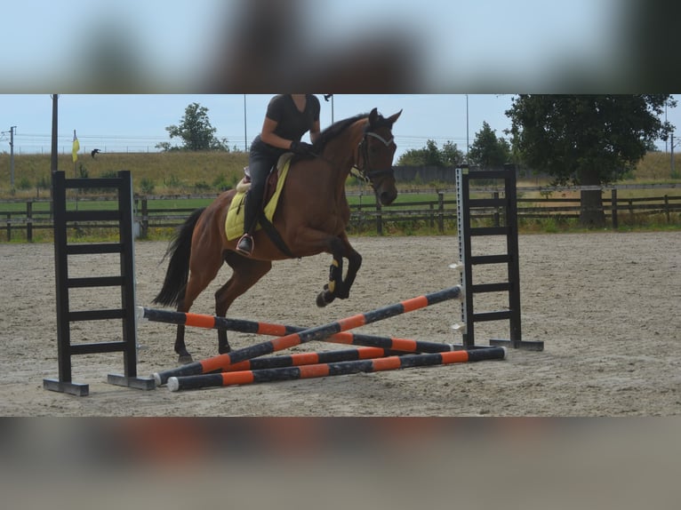 Other Breeds Gelding 4 years 16 hh Brown in Breda