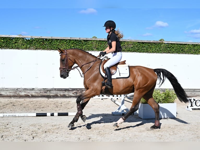Other Breeds Gelding 4 years 16 hh Brown in Waddinxveen