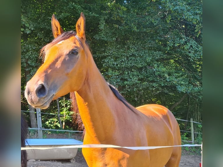 Other Breeds Gelding 4 years 16 hh Chestnut in Gamlitz