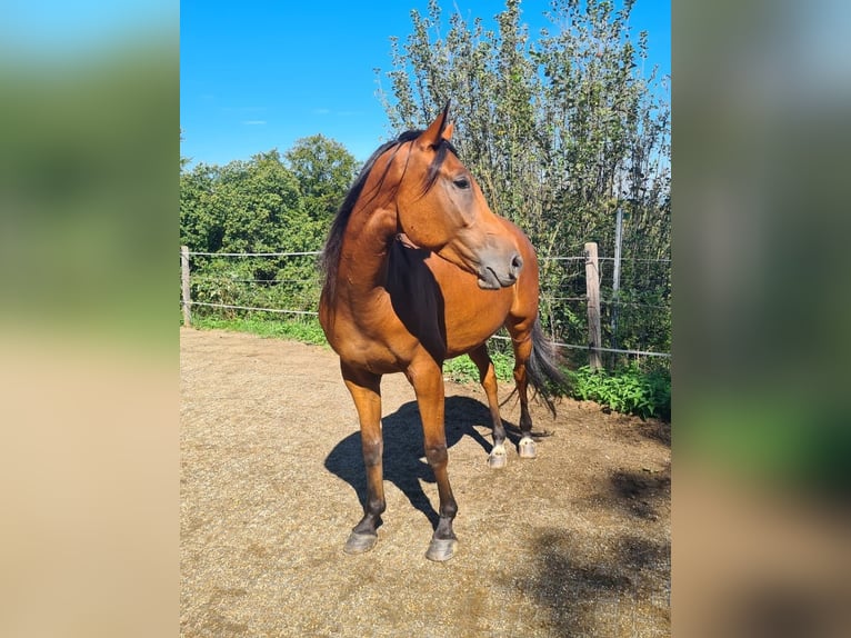 Other Breeds Gelding 4 years 16 hh Chestnut in Gamlitz