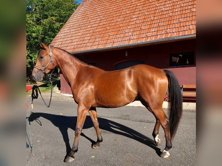 Other Breeds Gelding 4 years 16 hh Chestnut in Gamlitz
