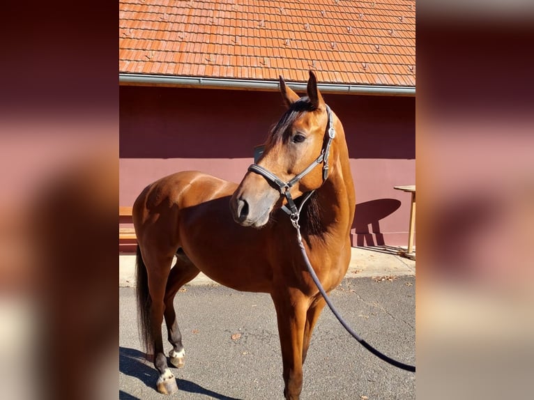 Other Breeds Gelding 4 years 16 hh Chestnut in Gamlitz