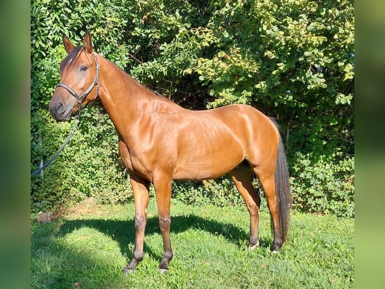 Other Breeds Gelding 4 years 16 hh Chestnut in Gamlitz