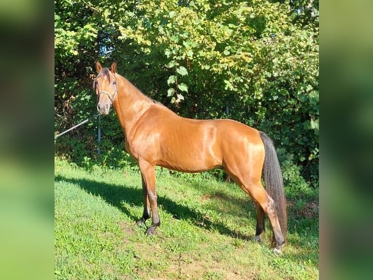 Other Breeds Gelding 4 years 16 hh Chestnut in Gamlitz