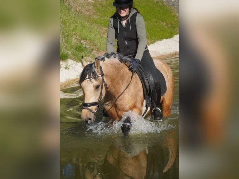 Other Breeds Gelding 4 years 16 hh Dun in Nettersheim