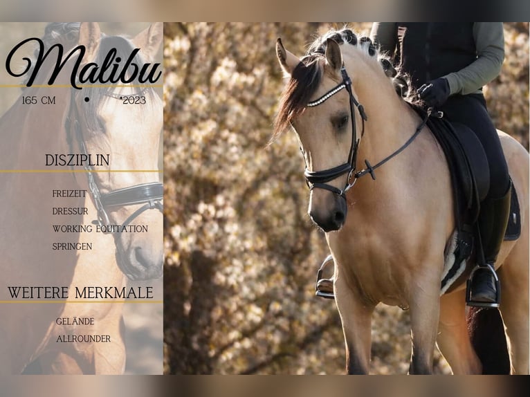 Other Breeds Gelding 4 years 16 hh Dun in Nettersheim