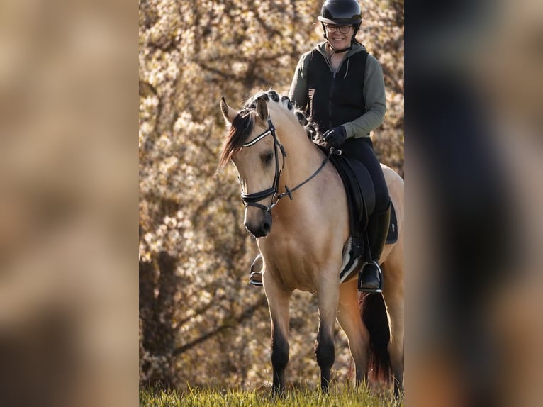 Other Breeds Gelding 4 years 16 hh Dun in Nettersheim