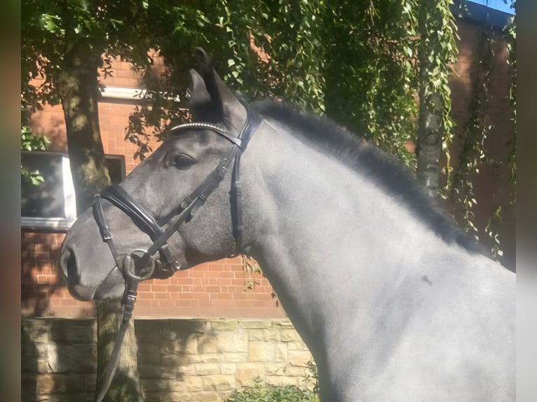 Other Breeds Gelding 4 years 16 hh Grey in Hopsten