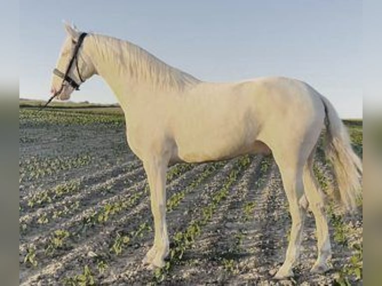 Other Breeds Mix Gelding 4 years 16 hh Overo-all-colors in MADRID