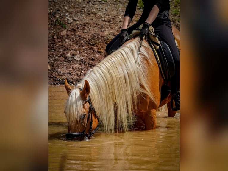 Other Breeds Gelding 4 years 16 hh Palomino in Nettersheim