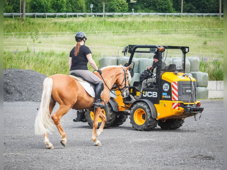 Other Breeds Gelding 4 years 16 hh Palomino in Nettersheim