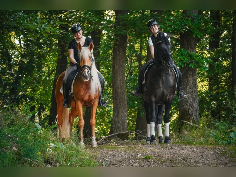 Other Breeds Gelding 4 years 16 hh Palomino in Nettersheim