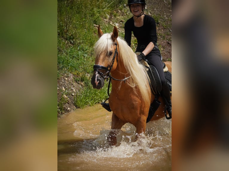 Other Breeds Gelding 4 years 16 hh Palomino in Nettersheim