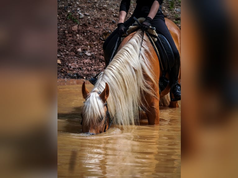 Other Breeds Gelding 4 years 16 hh Palomino in Nettersheim