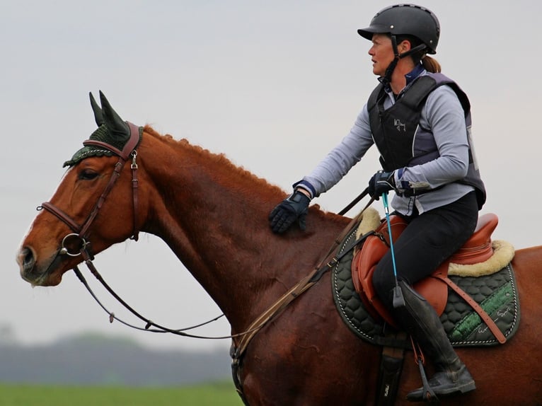 Other Breeds Gelding 4 years 16,1 hh Chestnut-Red in Pér