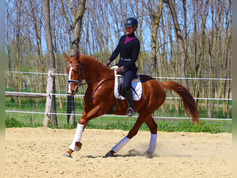 Other Breeds Gelding 4 years 16,1 hh Chestnut-Red in Pér