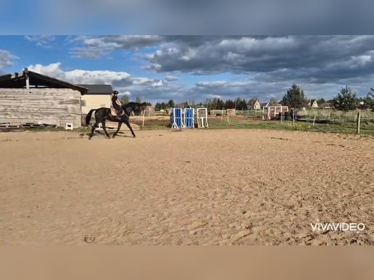 Other Breeds Gelding 4 years 16,2 hh in Vilnius Other Breeds Gelding 4 years 16,2 hh in Vilnius