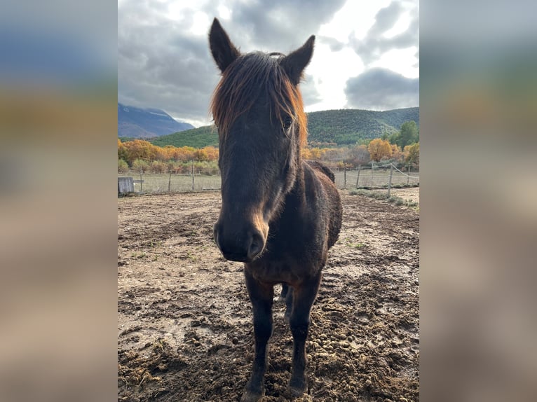 Other Breeds Gelding 4 years Bay-Dark in Capestrano