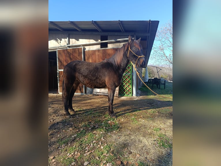 Other Breeds Gelding 4 years Bay-Dark in Capestrano