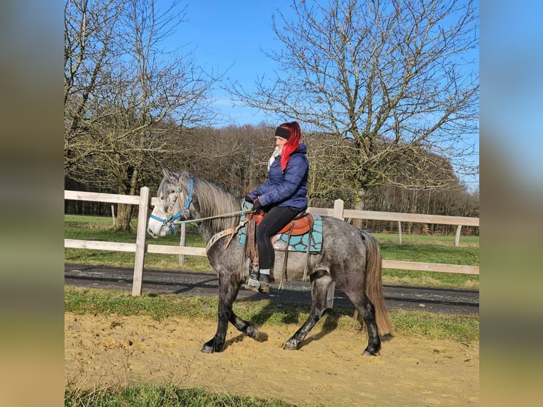 Other Breeds Gelding 4 years Grey-Dapple in Linkenbach