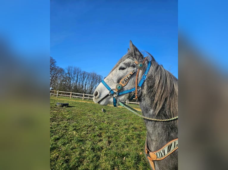 Other Breeds Gelding 4 years Grey-Dapple in Linkenbach