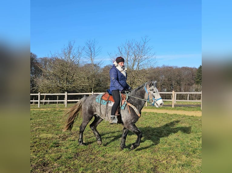 Other Breeds Gelding 4 years Grey-Dapple in Linkenbach