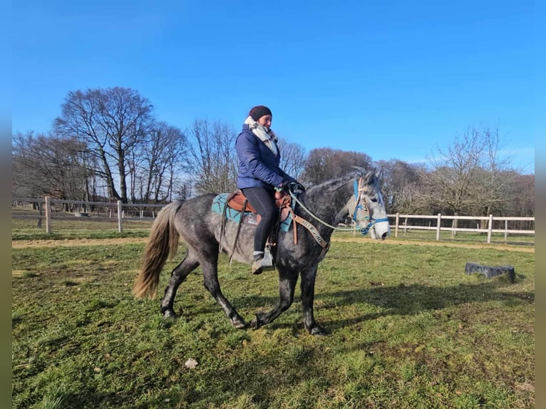 Other Breeds Gelding 4 years Grey-Dapple in Linkenbach
