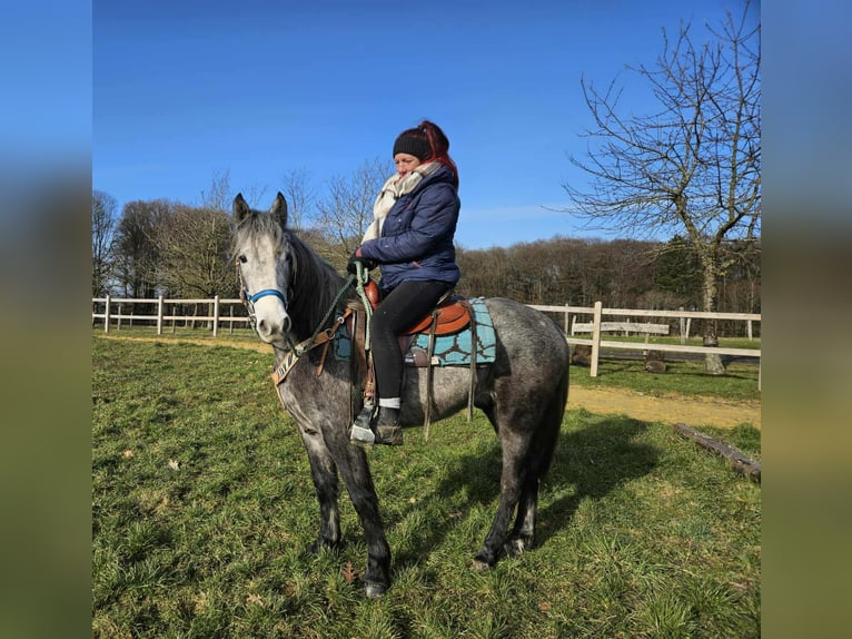 Other Breeds Gelding 4 years Grey-Dapple in Linkenbach