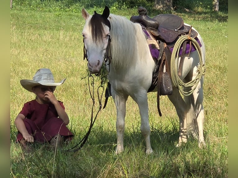 Other Breeds Gelding 5 years 10 hh Pinto in Allenwood