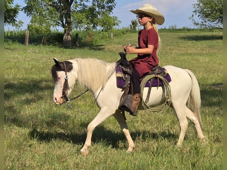 Other Breeds Gelding 5 years 10 hh Pinto in Allenwood