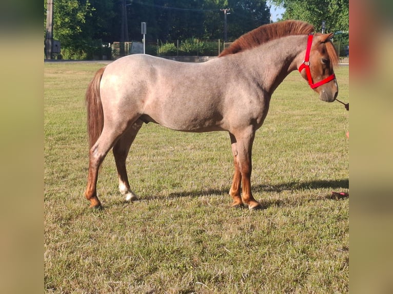 Other Breeds Gelding 5 years 10,1 hh Chestnut-Red in Neu Gaarz