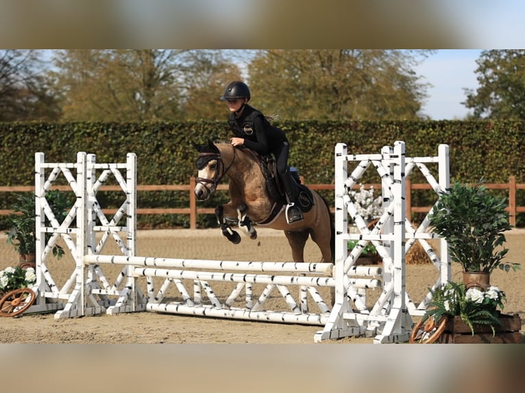 Other Breeds Gelding 5 years 11.1 hh  in Oost West en Middelbeers