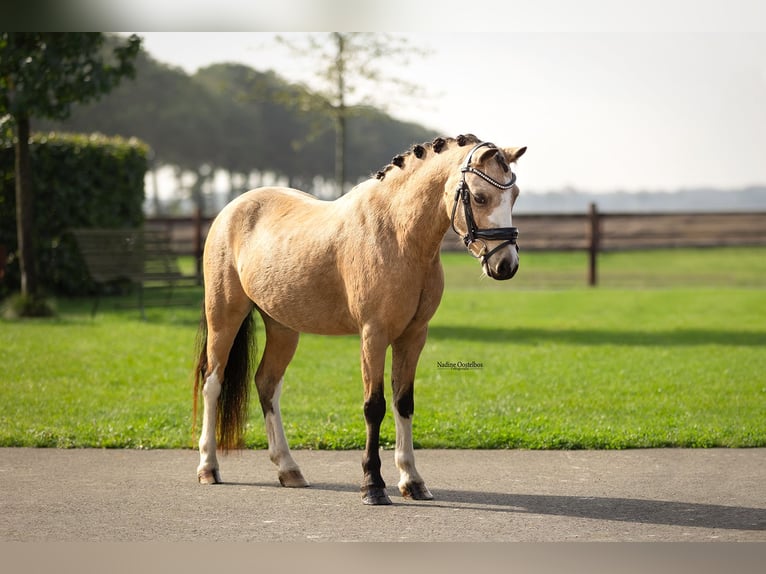Other Breeds Gelding 5 years 11.1 hh  in Oost West en Middelbeers