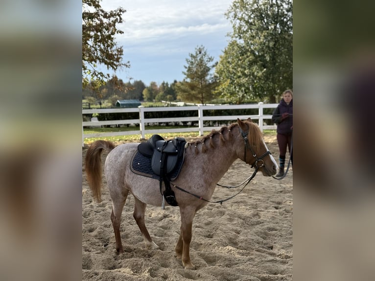 Other Breeds Gelding 5 years 11,2 hh Chestnut-Red in Neu Gaarz