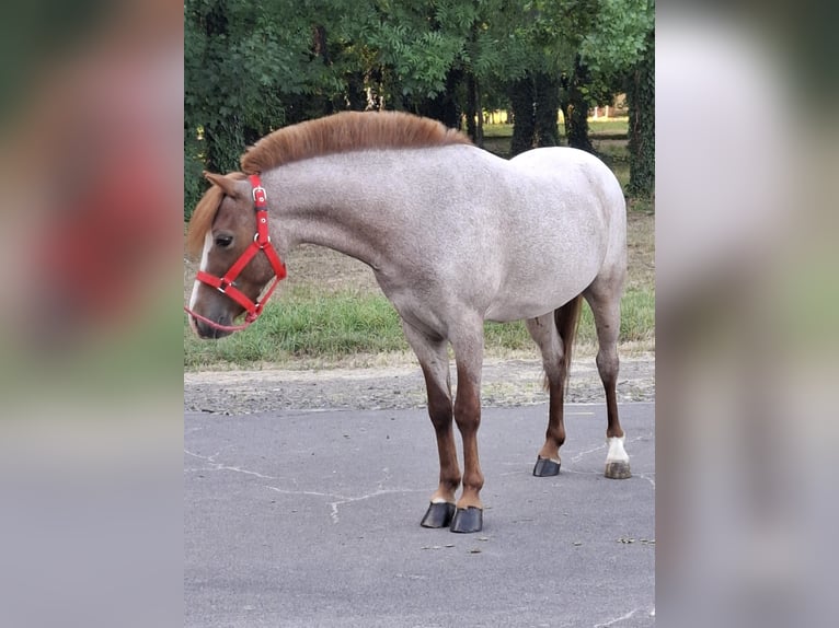 Other Breeds Gelding 5 years 11,2 hh Chestnut-Red in Neu Gaarz