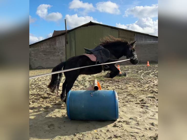 Other Breeds Mix Gelding 5 years 11 hh Black in Zarlardinge