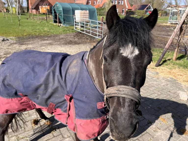 Other Breeds Gelding 5 years 12,1 hh Black in Löningen