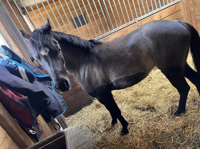 Other Breeds Gelding 5 years 12,1 hh Black in Löningen