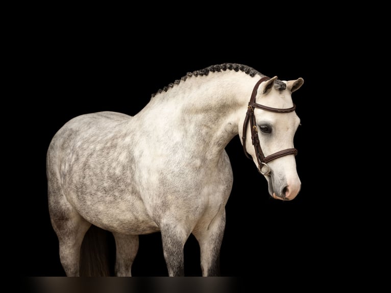 Other Breeds Gelding 5 years 12.1 hh Grey in Oost West en Middelbeers