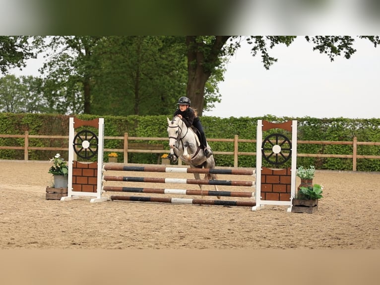 Other Breeds Gelding 5 years 12.1 hh Grey in Oost West en Middelbeers