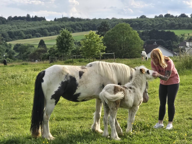 Other Breeds Gelding 5 years 13.1 hh Pinto in Linkenbach