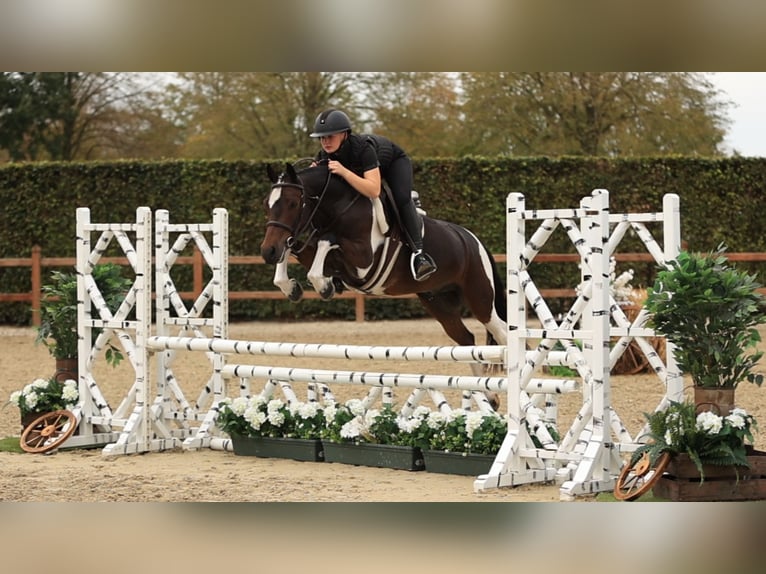Other Breeds Gelding 5 years 13.1 hh  in Oost West en Middelbeers