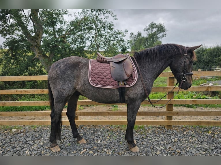Other Breeds Mix Gelding 5 years 13.2 hh Brown Falb mold in Morpeth