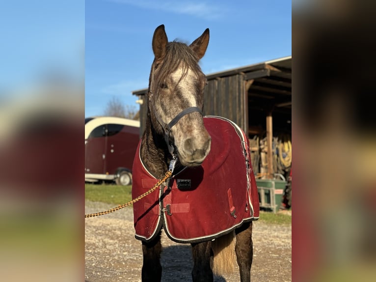 Other Breeds Gelding 5 years 13,2 hh Can be white in Wiesloch