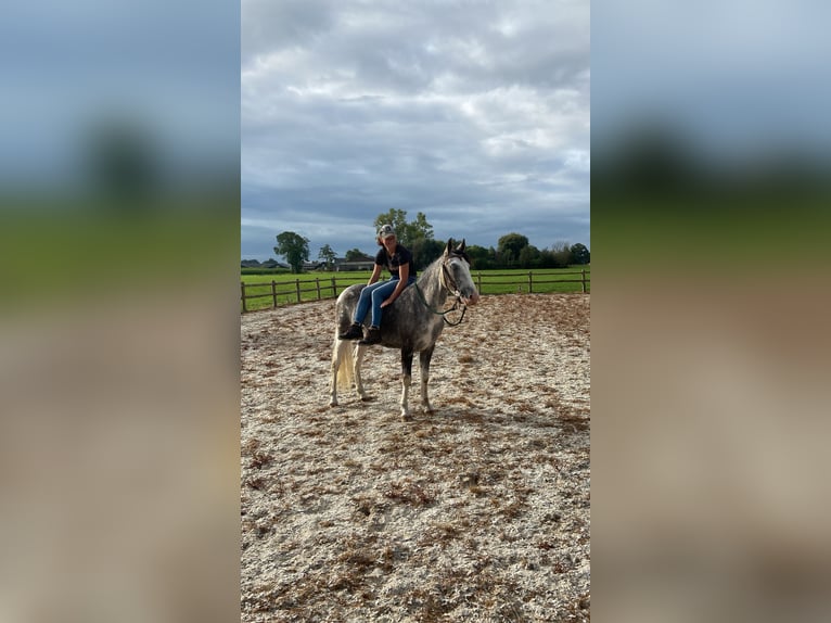 Other Breeds Mix Gelding 5 years 13,1 hh Gray-Blue-Tan in Lunteren