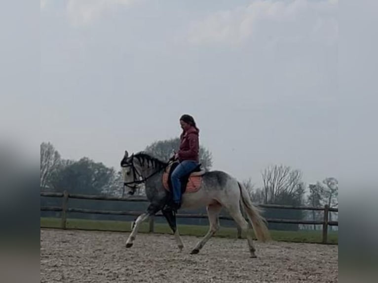 Other Breeds Mix Gelding 5 years 13,1 hh Gray-Blue-Tan in Lunteren